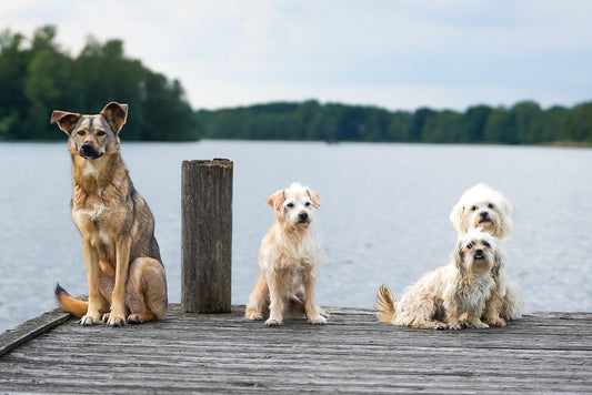 Seis habilidades sorprendentes de los perros que no conocías